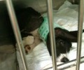Μαγούλα Αττικής: Βρήκαν άλλο ένα τραυματισμένο κουτάβι σε σκουπιδοντενεκέ!